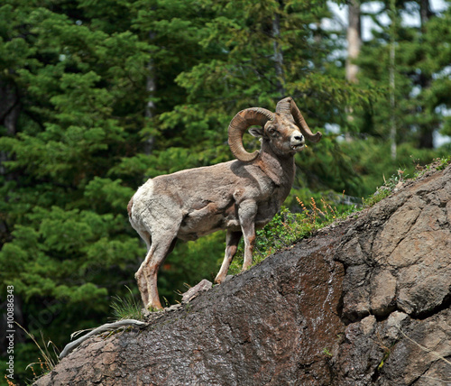 Bighorn Sheep in Yellowstone National Park in Wyoming USA