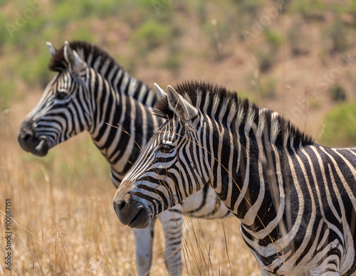 Zebra s in tall grass