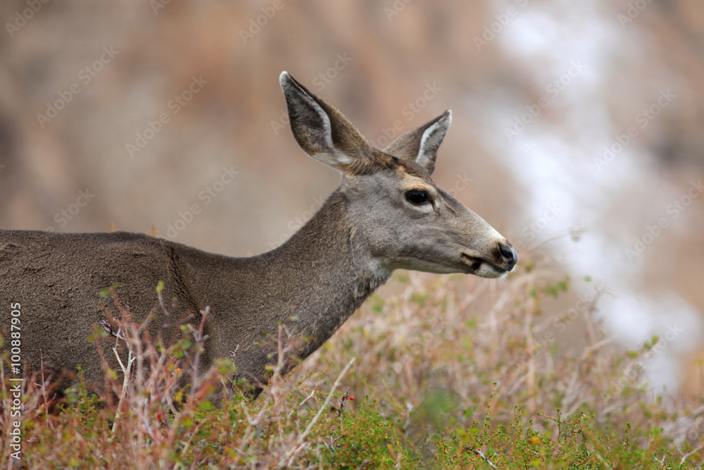 Close up shot of deer in Mountains Close up shot of deer in Mountains