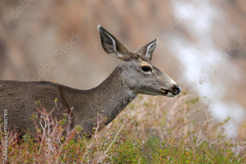 Close up shot of deer in Mountains