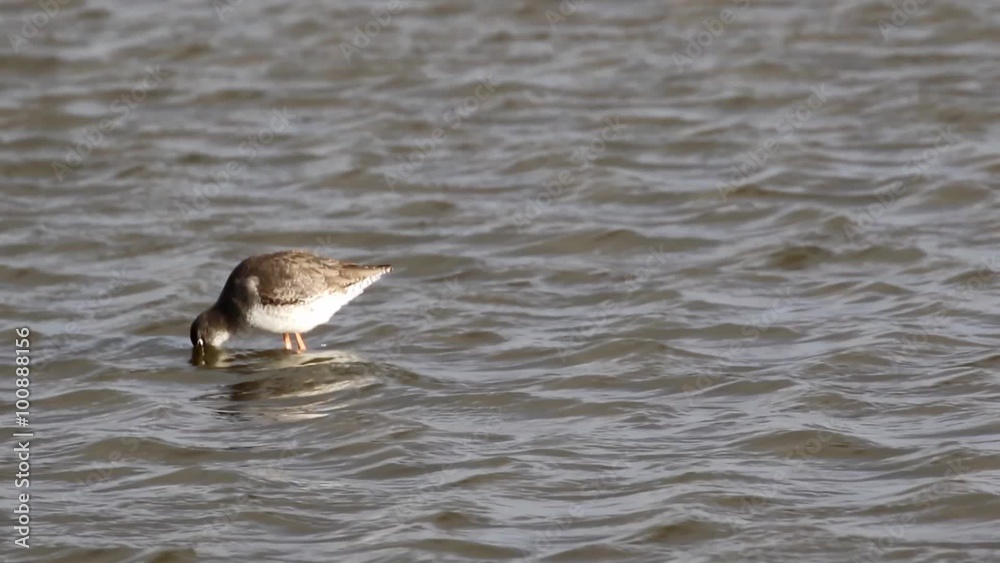 Redshank Feeding in Water Redshank Feeding in Water