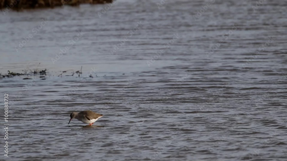 Redshank Feeding in Water