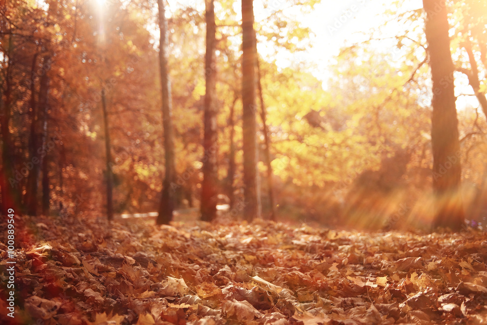 landscape background in sunny autumn park