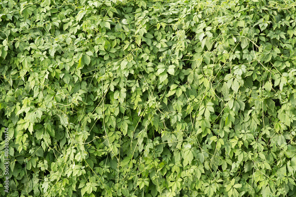 jiaogulan (gynostemma pentaphyllum) background jiaogulan (gynostemma pentaphyllum) background