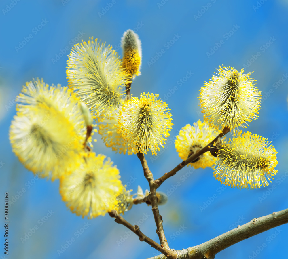 Branch of blossoming willow with catkins closeup Branch of blossoming willow with catkins closeup