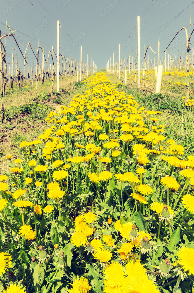 Obraz premium Frühling 7