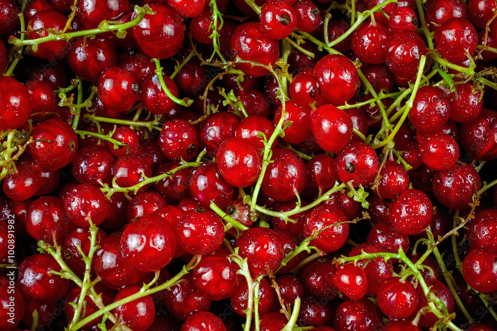 red currant berries with droplets of spit, closeup red currant berries with droplets of spit, closeup