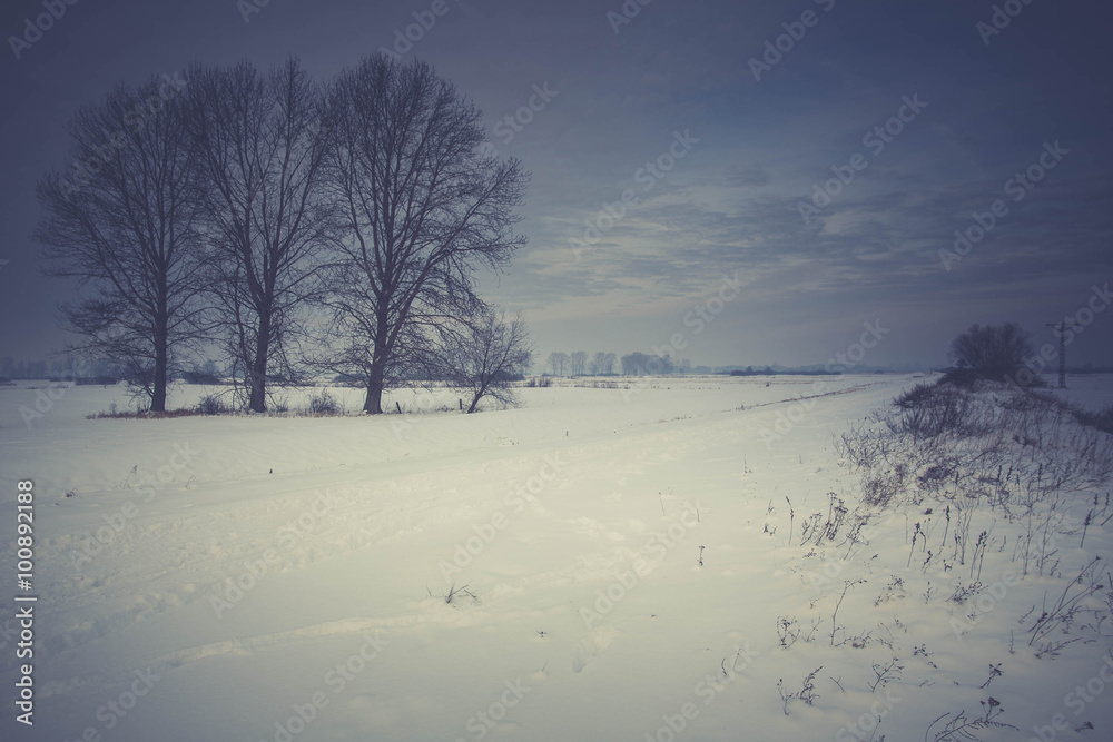 Winter landscape of frosty trees