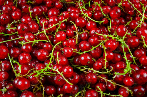  juicy red currant berries with droplets of spit, closeup