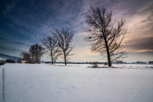 Winter landscape of frosty trees