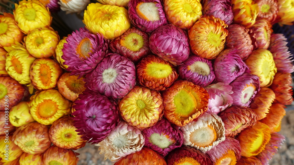 Many colors of Beautiful flowers,background. Many colors of Beautiful flowers,background.