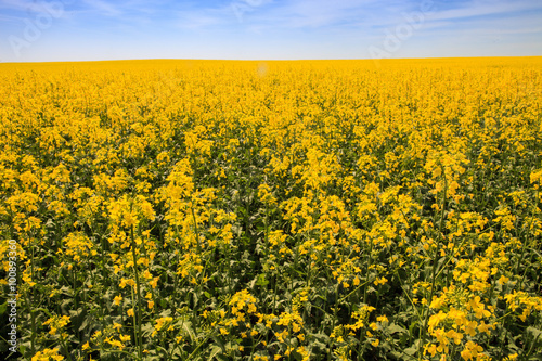 yellow rapeseed field in blossom upto horizon © SlavaStock