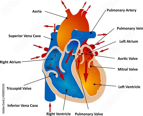 Vessels and Blood Circulation