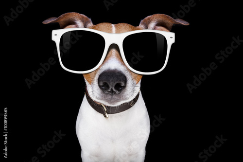 cool sunglasses dog © Javier brosch