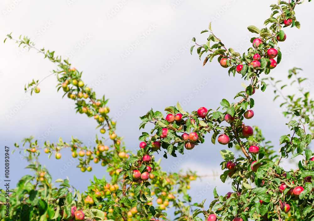 A branch with red apples