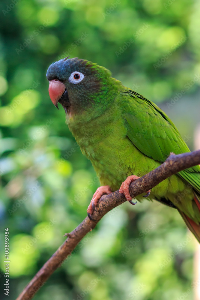 The blue-crowned parakeet, blue-crowned conure, or sharp-tailed conure (Thectocercus acuticaudatus) in natural surroundings