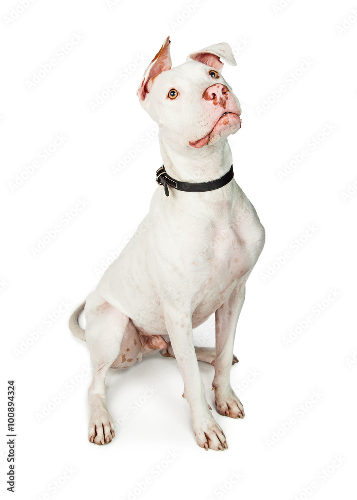 Alert White Pit Bull Crossbreed Dog Sitting Alert White Pit Bull Crossbreed Dog Sitting
