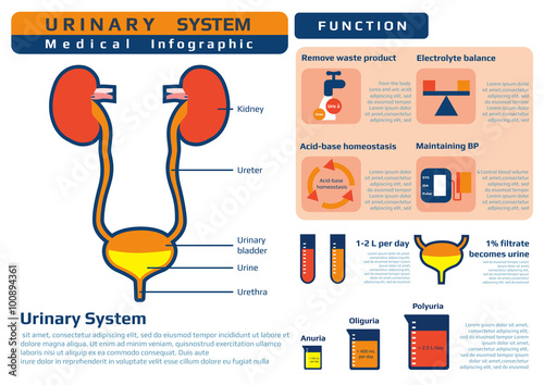 medical infographic of urinary system and function, vector illustration.