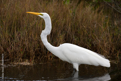 Great Egret photo