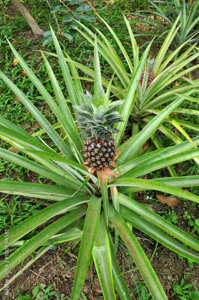 Pineapple plantation
