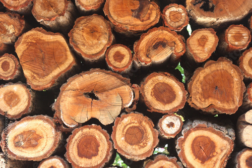 natural wooden logs background, top view