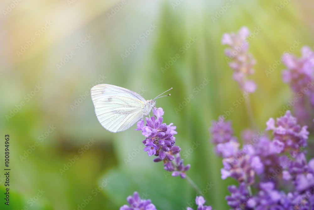 Fototapeta premium Biały motyl na kwiat lawendy