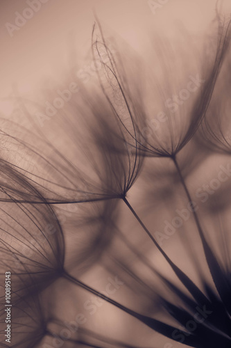 dandelion seed