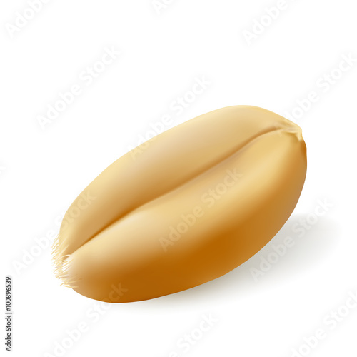 Wheat grain.
Hand drawn vector illustration of wheat seed on white background, in highly detailed realistic stile.