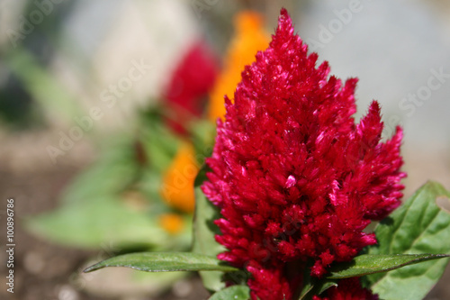 Celosia caracas / Closeup of some specimens of celosia caracas in one line.