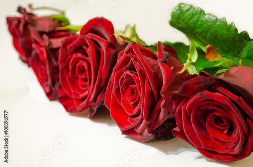 Red roses isolated on white background. Gift card concept