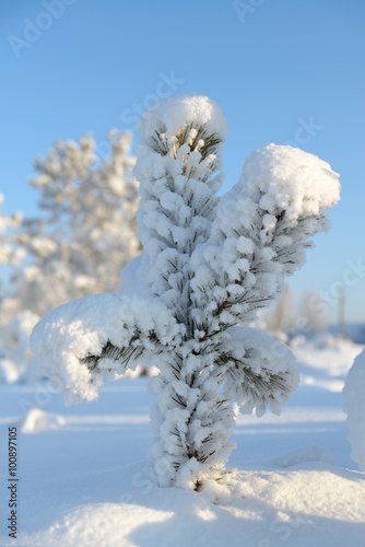 Cold winter Christmas Tree covered with snow