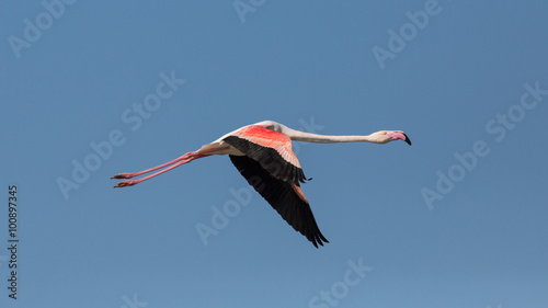 Flying flamingo, Camargue