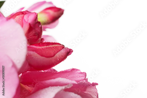 Flowers and flower buds of pink oleander