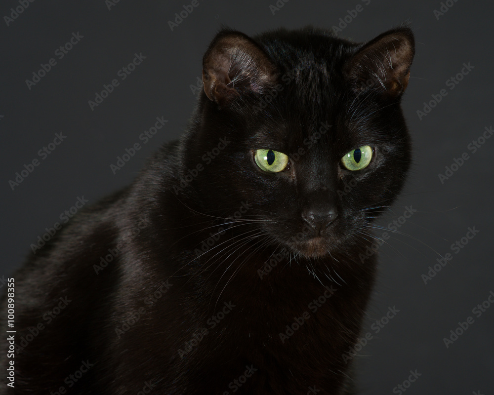 Black cat sitting up.
