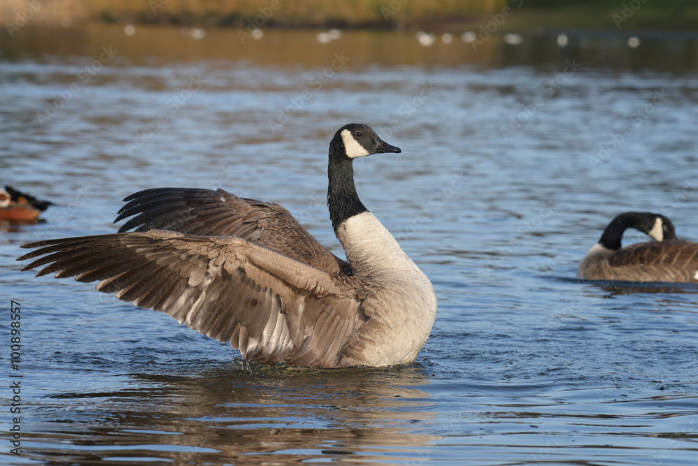 Canada Goose, Branta canadensis Canada Goose, Branta canadensis