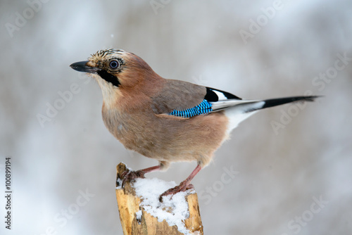 Jay bird in the winter sitting on a branch