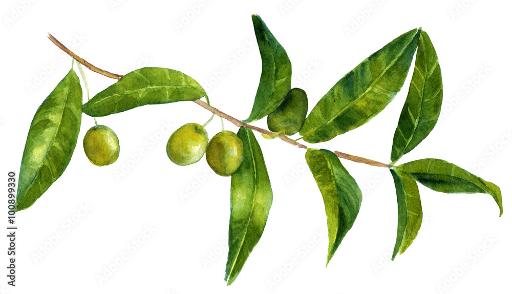 Vintage style drawing of branch of green olives on white backround