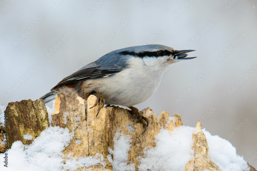 Obraz premium Nuthatch perched on a tree in winter