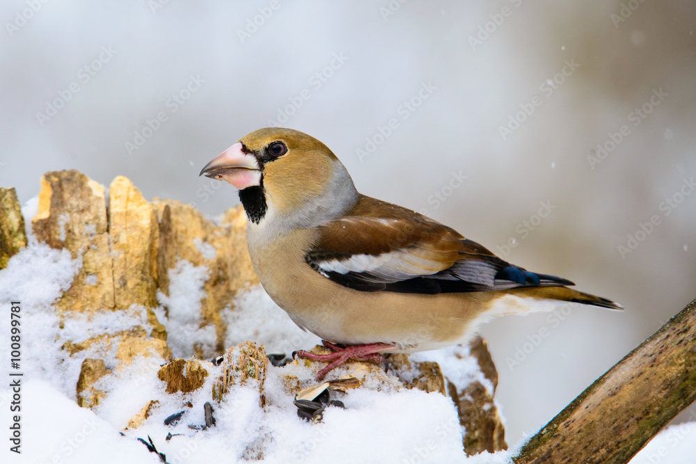 Obraz premium the female Grosbeak sitting on a branch in winter