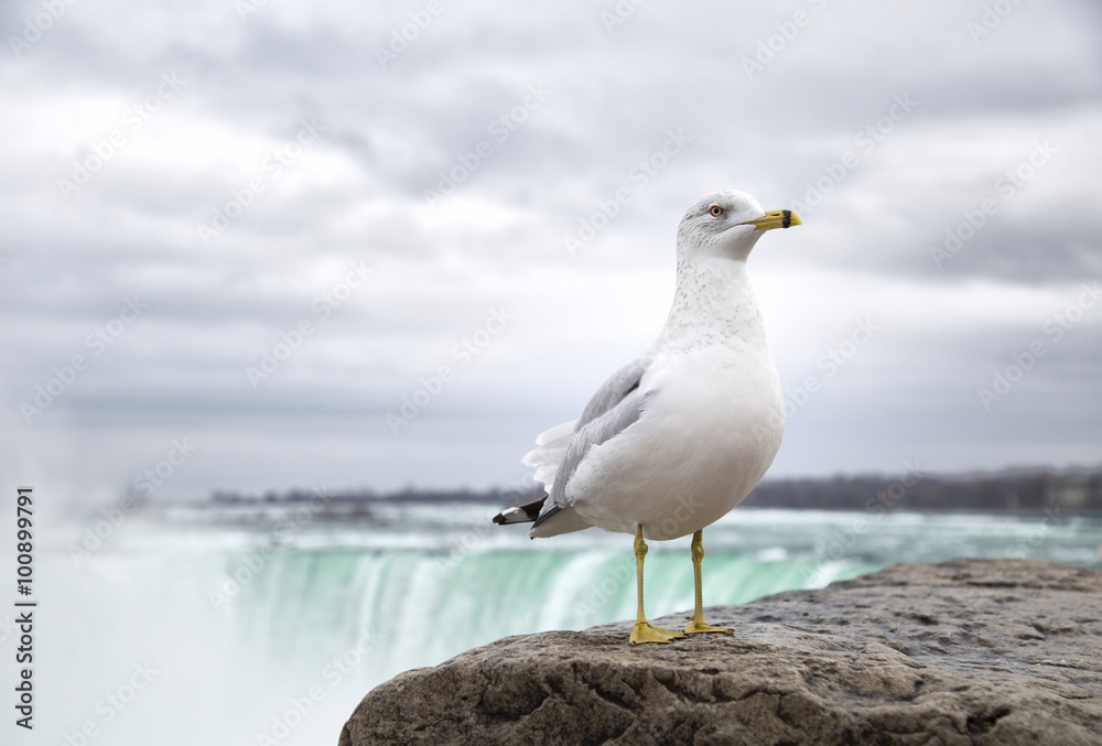 Seagull in front on Niagara Falls Seagull in front on Niagara Falls