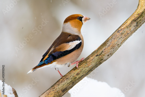 Fototapeta male Hawfinch Coccothraustes on a branch in winter