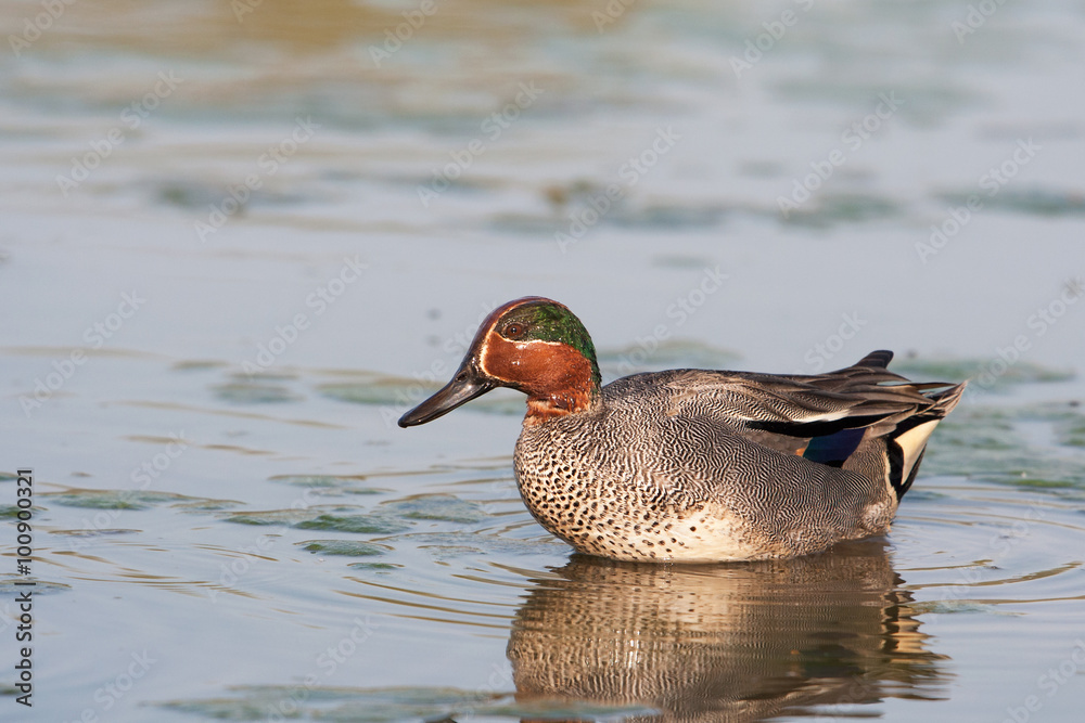 Common Teal (Anas crecca), Itlay