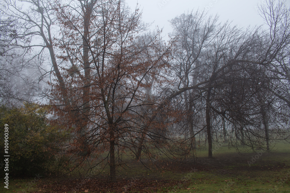 Misty winter morning in a park