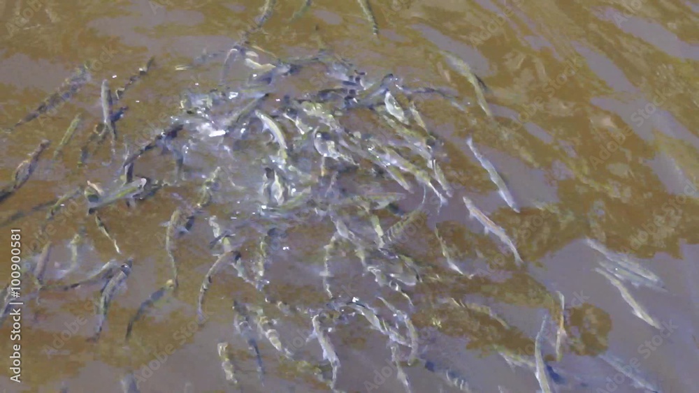 Fish swim in the river Fish swim in the river