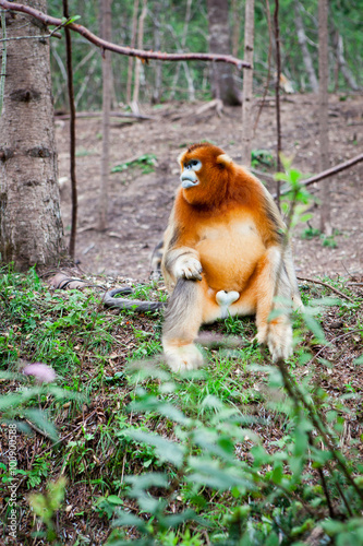 Wild leaf monkey