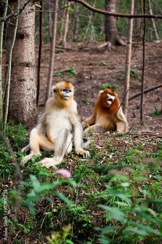 snub-nosed monkey in the wild