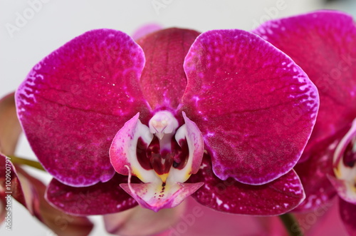 closeup purple orchide