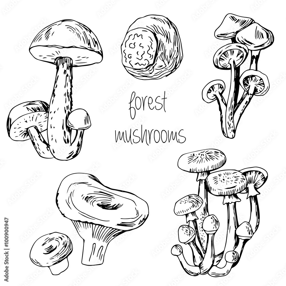 Forest edible mushrooms Forest edible mushrooms