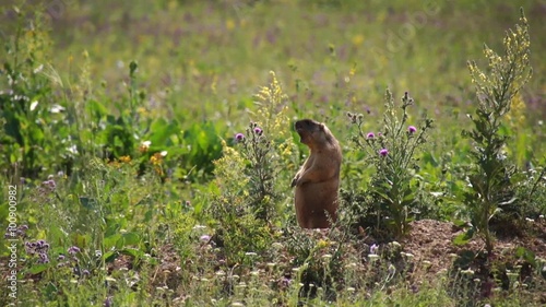 Little marmot whistles photo