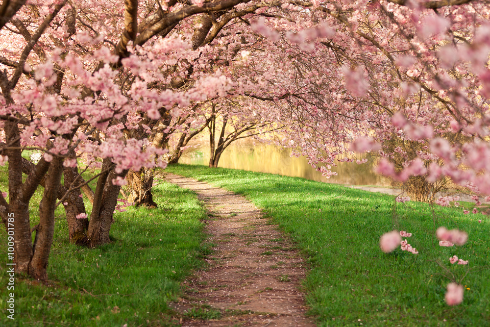 Fototapeta premium Blühende Kirschbäume am Wegesrand
